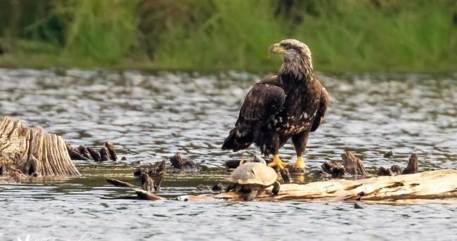 Bald eagles season returns to Land Between the Lakes