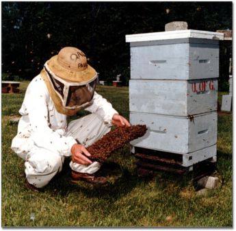 ky-lake-beekeepers