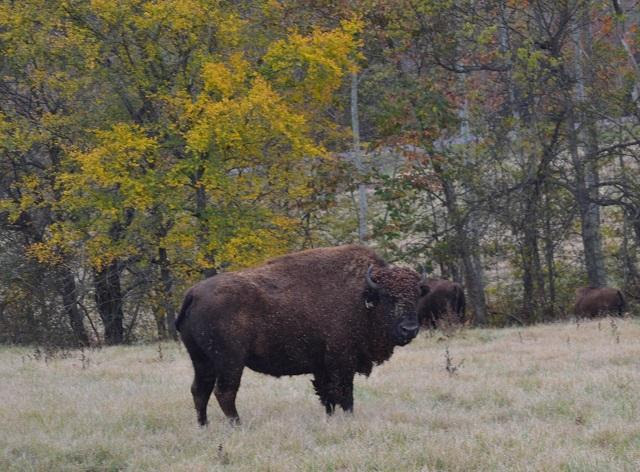 bison-at-auction-lbl