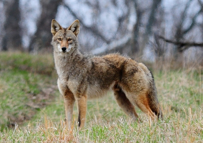 coyote