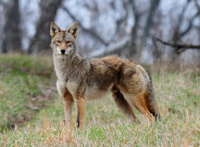 coyote