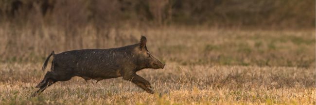 lbl-hogs