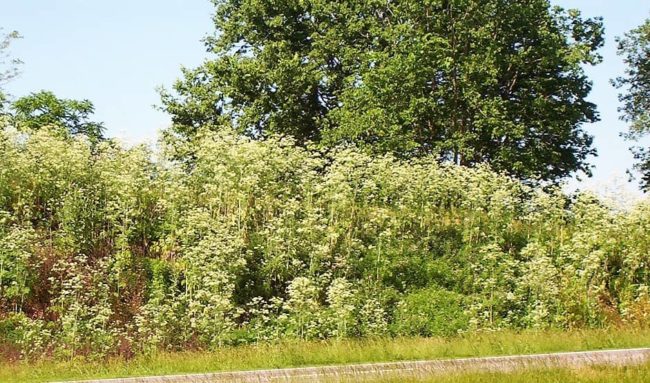 poison-hemlock-2