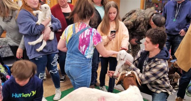 baby-goats-lot-kids-2