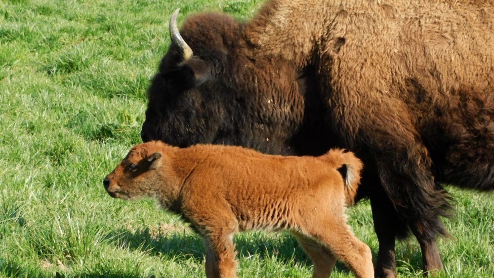 lbl-bison-calves-2-crop