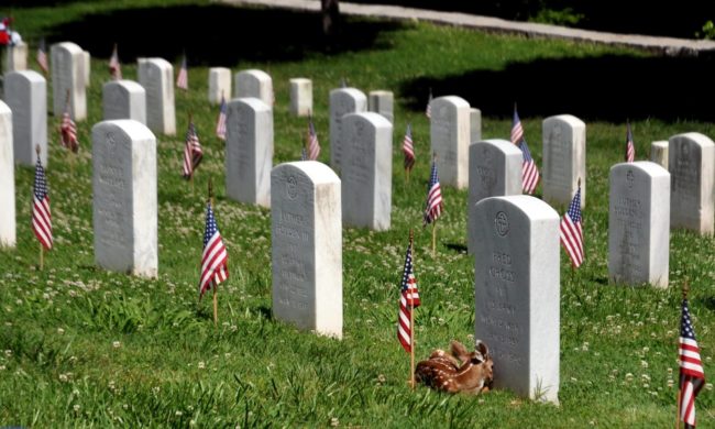 ft-d-graves-2