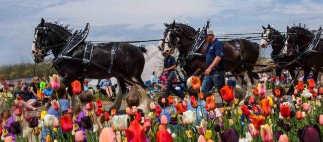 clydesdales-2-for-parade