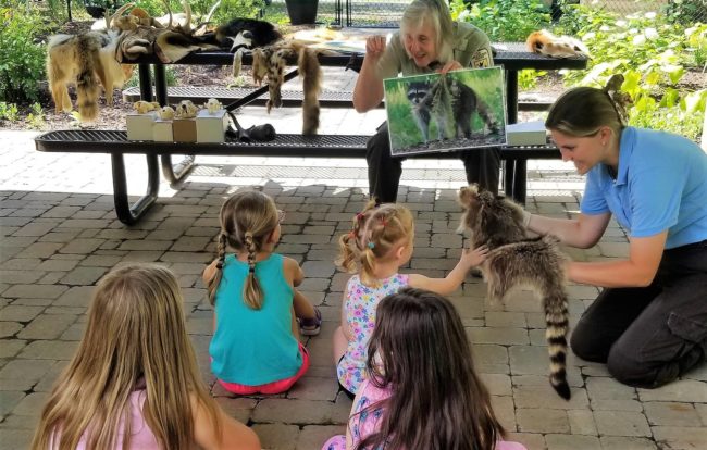 ap-joan-raccoon-2