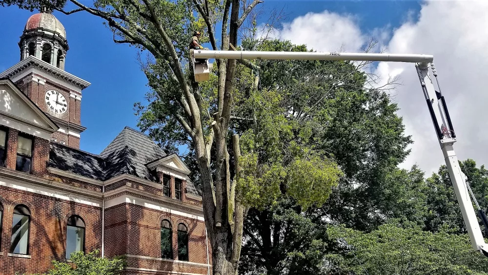 cth-tree-down-for-site-2-fix