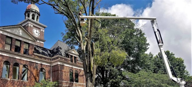 cth-tree-down-for-site-2-fix