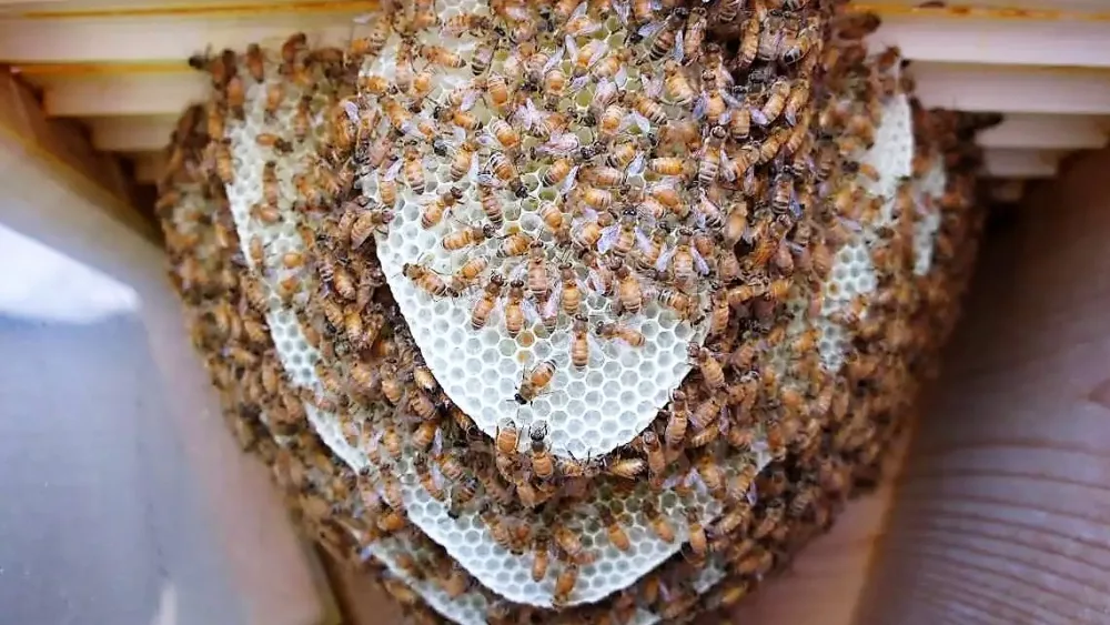 bees-nw-tn-2