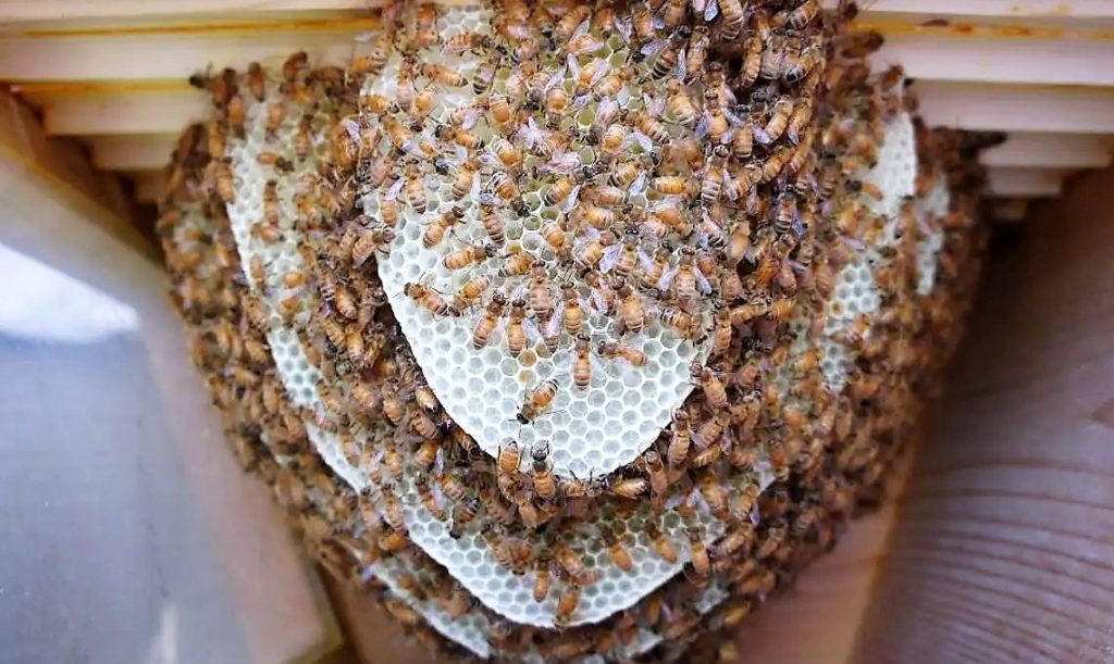 Tennessee Master Beekeeping Program Offered radio NWTN