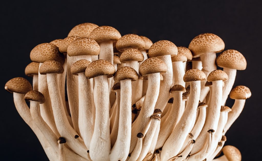 Shiitake Mushrooms  Mushroom Varieties 101
