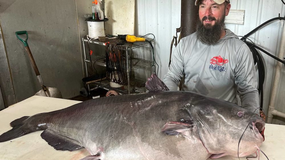barkley-record_blue-catfish__barkley