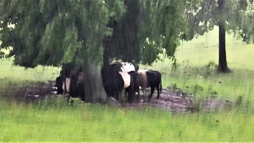 westfalia-farms-livestock-2