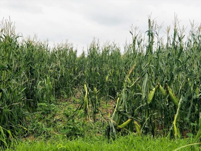 hico-corn-to-use