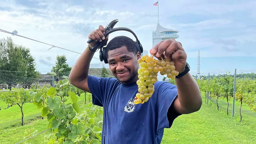 discovery-park-grapes-2