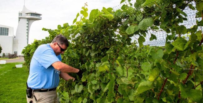 dpa-final-grape-harvest