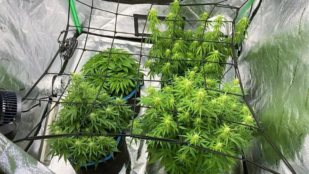monroe-st-grow