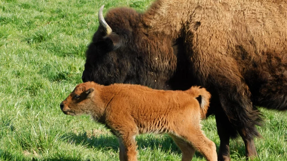 lbl-bison-calves-2-crop-2