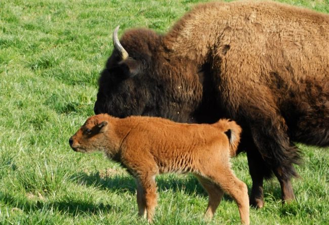 lbl-bison-calves-2-crop-2