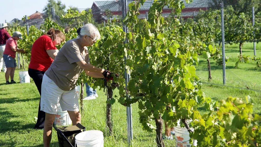dpa-grapes-2
