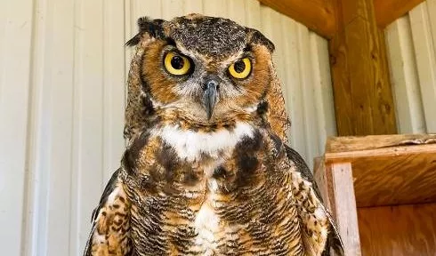pl-birds-of-prey-crop