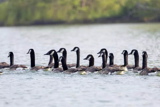 canada-geese-ky