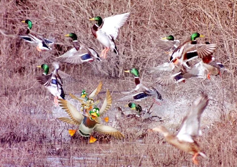 refuge-mallards-flushing