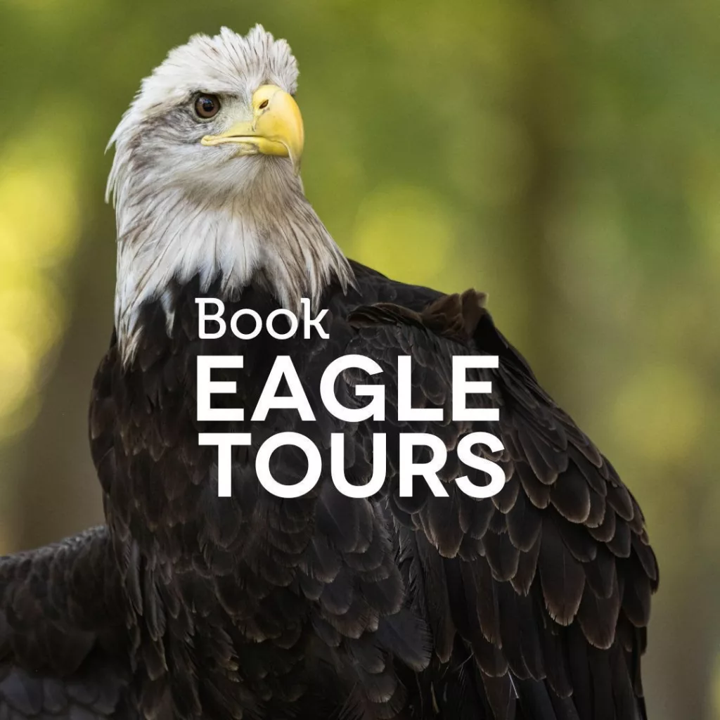 Bald Eagle Tours Available At Reelfoot Lake | radio NWTN
