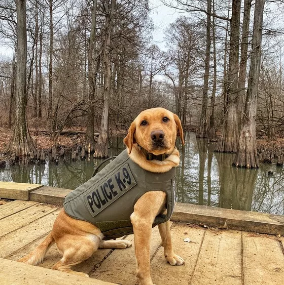 ky-k9-cosmo