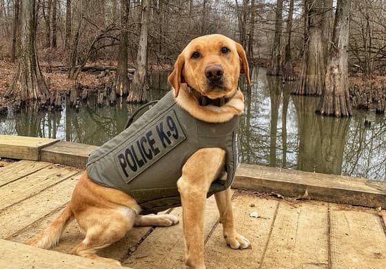 ky-k9-cosmo