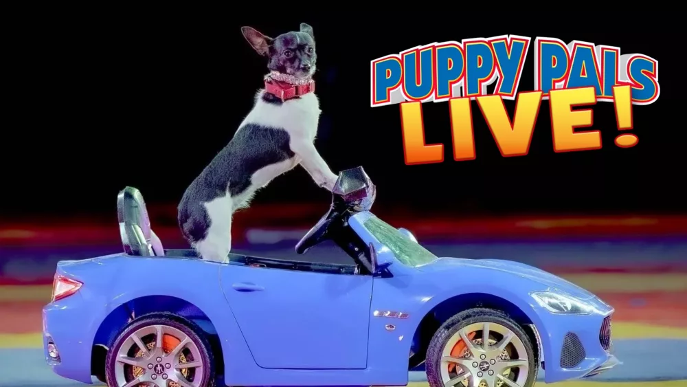puppy-pals-jetta
