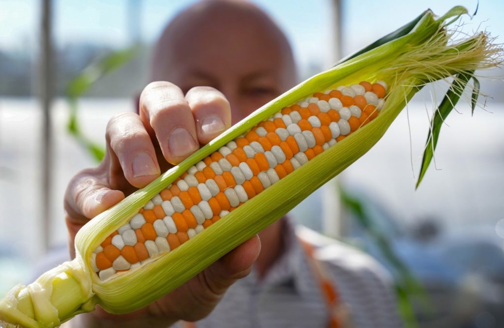 Checkerboard Corn Rows Checkerboard Corn! A Real Game Changer For The Vols | radio NWTN