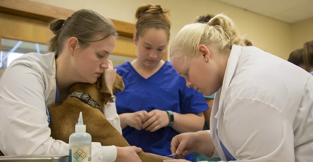 msu-humane_society_scholarship