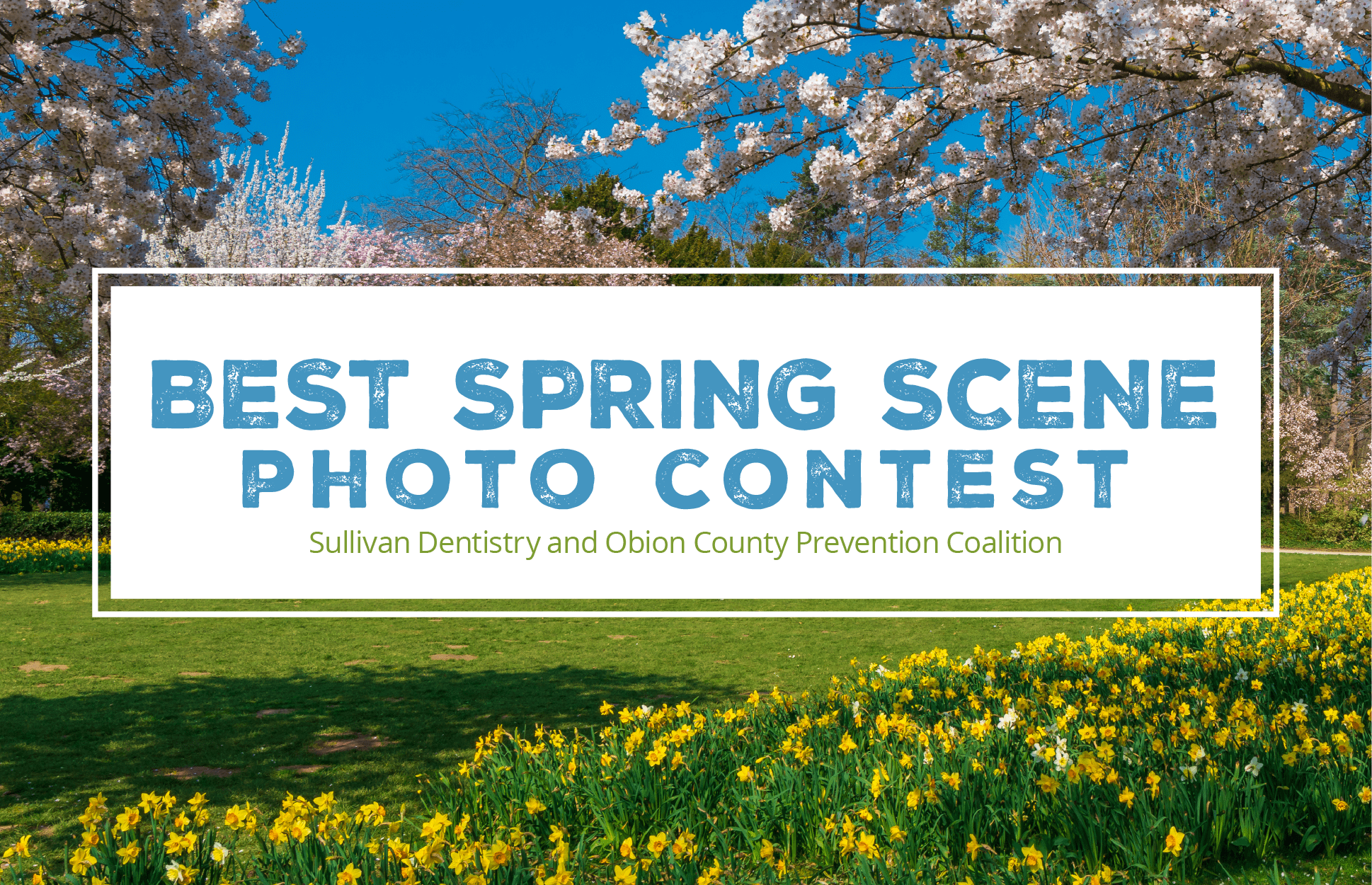 spring-scene-contest-header-05