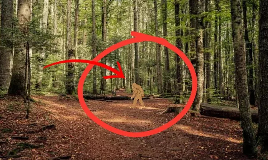 library-bigfoot