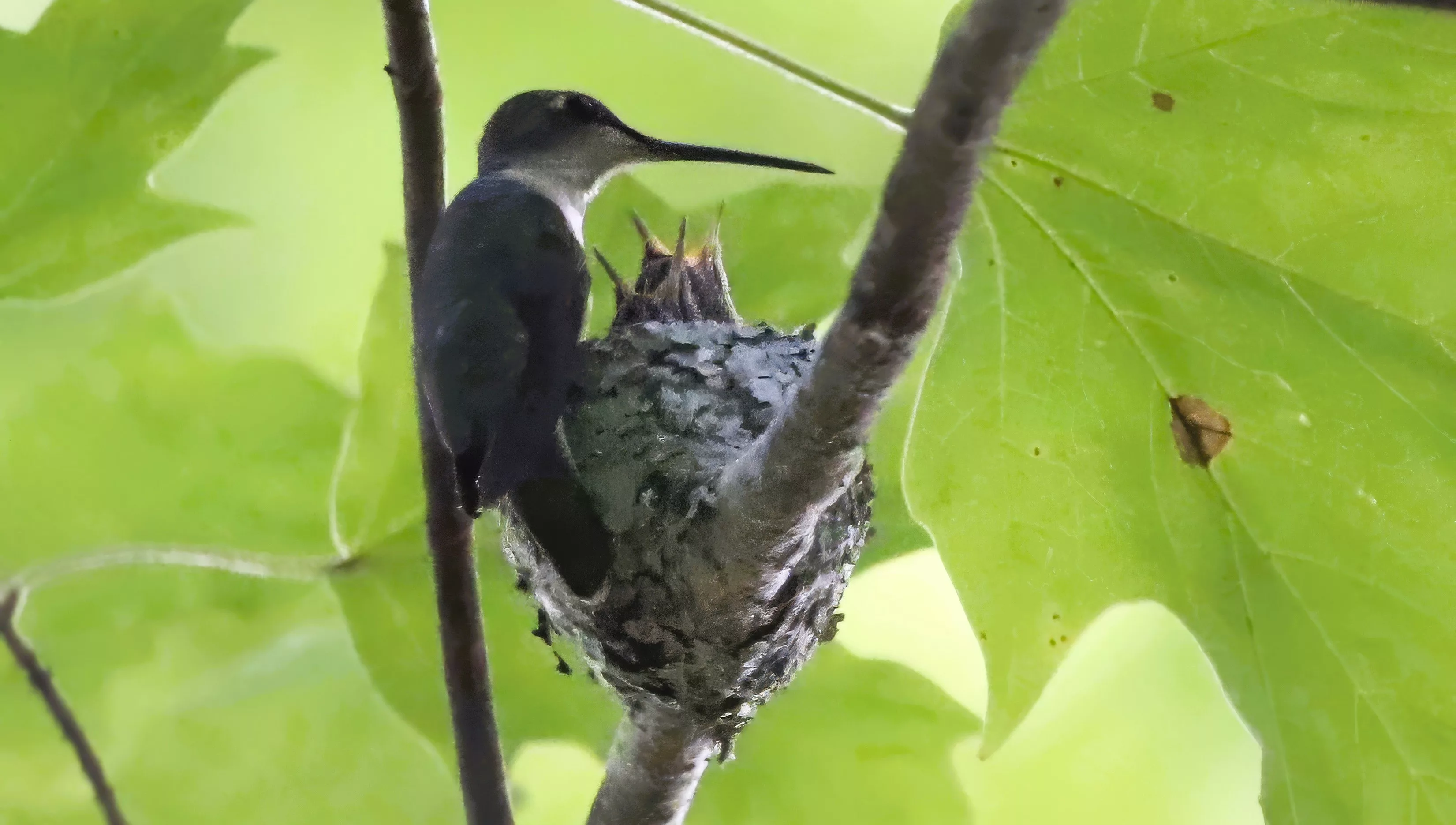refuge-hummingbird