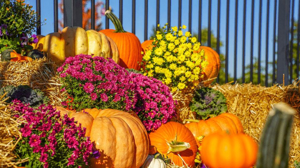 dpa-pumpkin