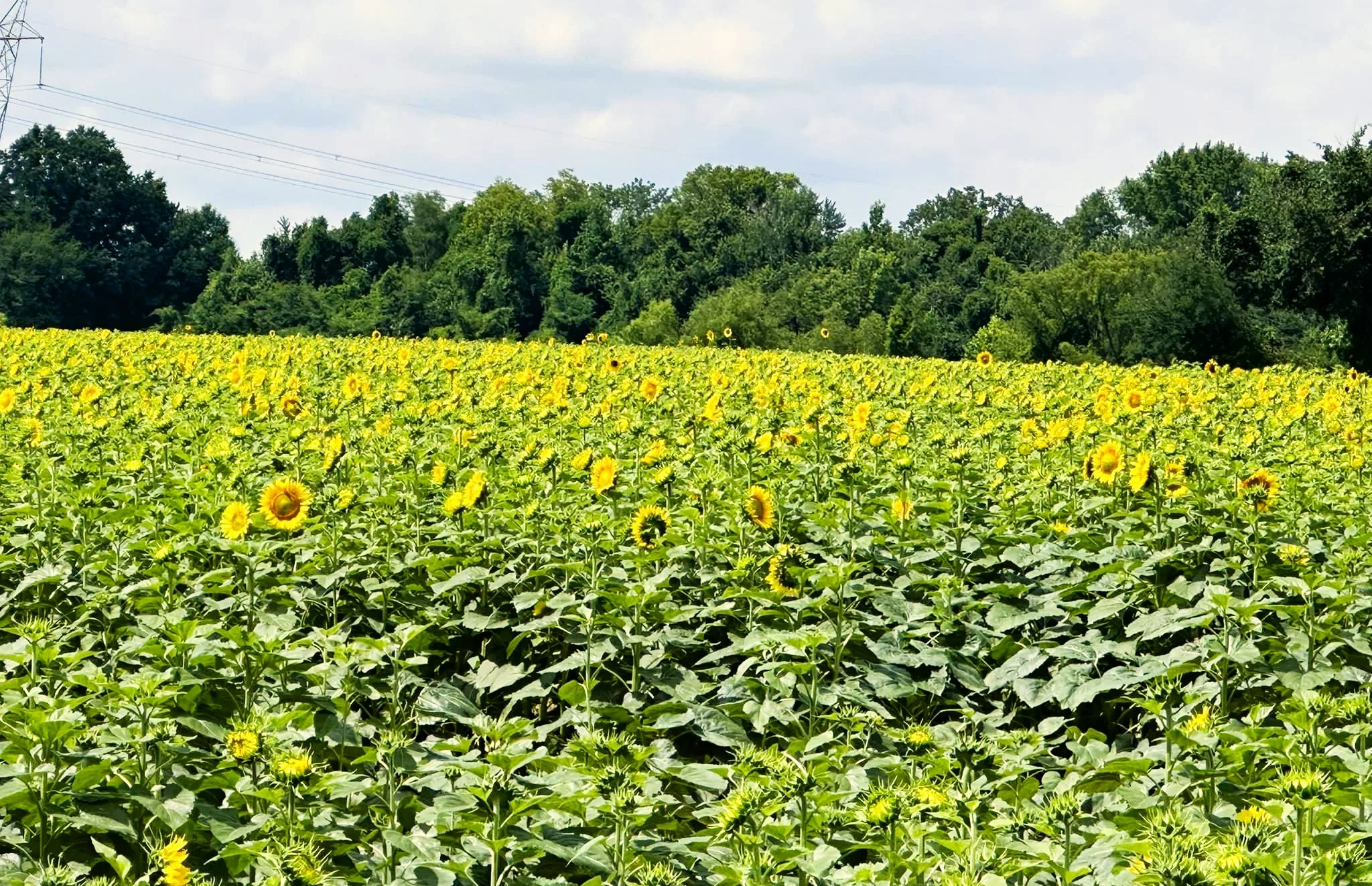 Sunflower Fields Are Blooming At Camden Bottoms | radio NWTN