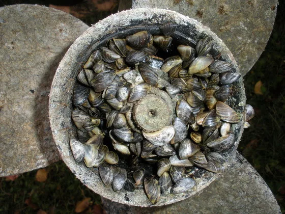 ky-wildlife-mussels