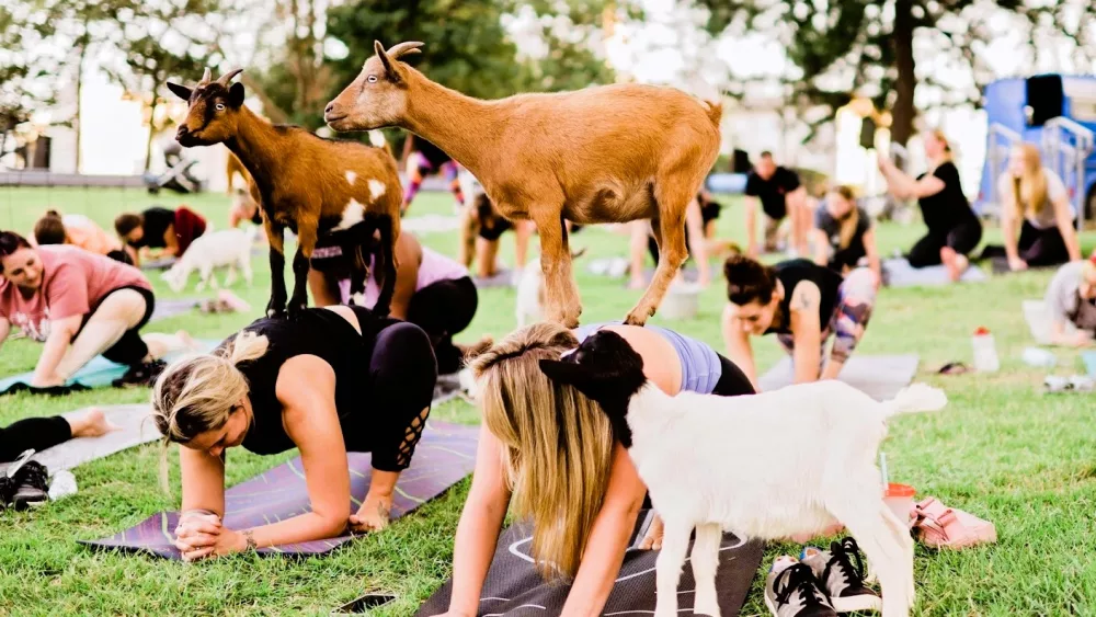 goat-yoga