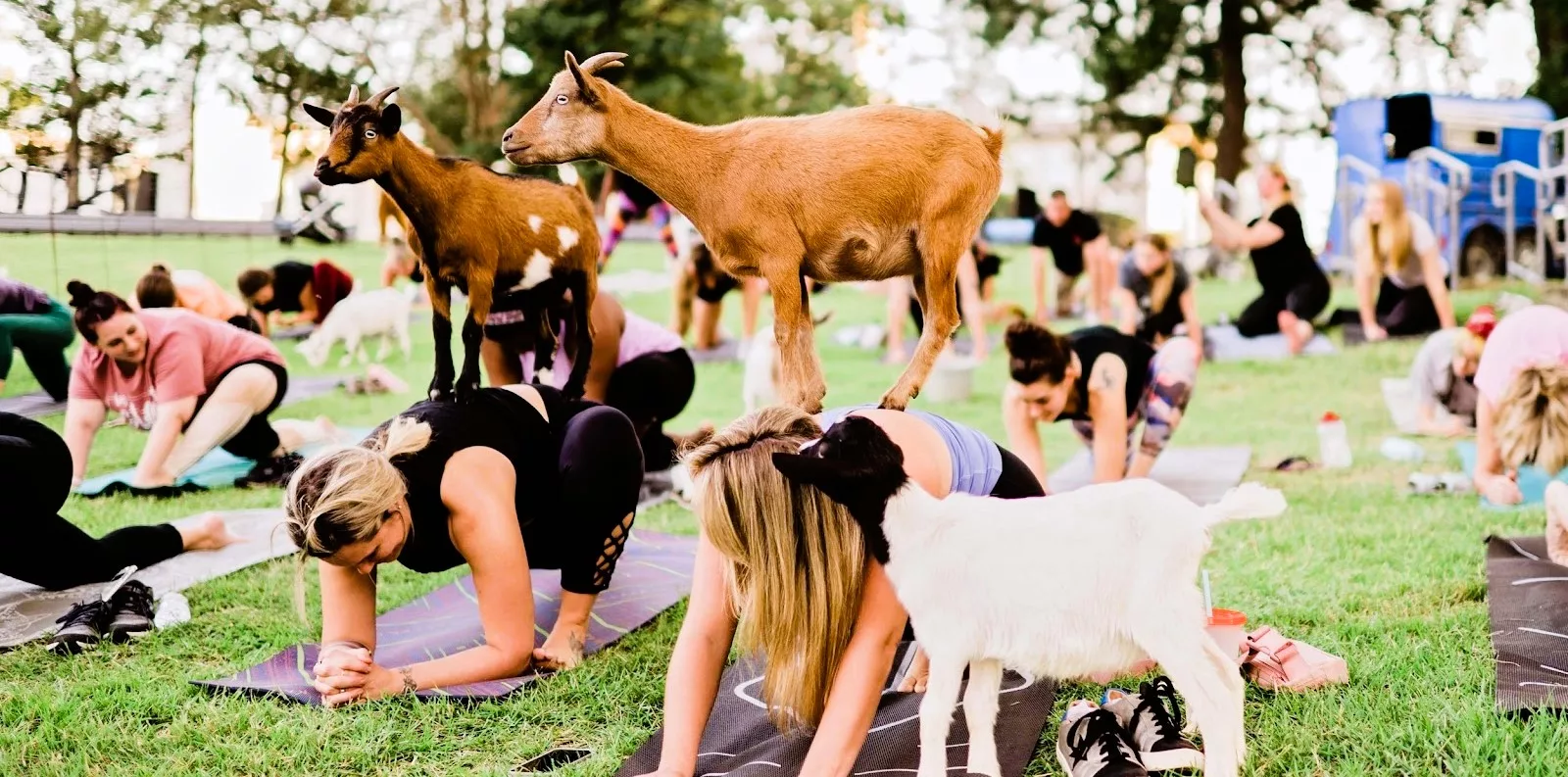 goat-yoga