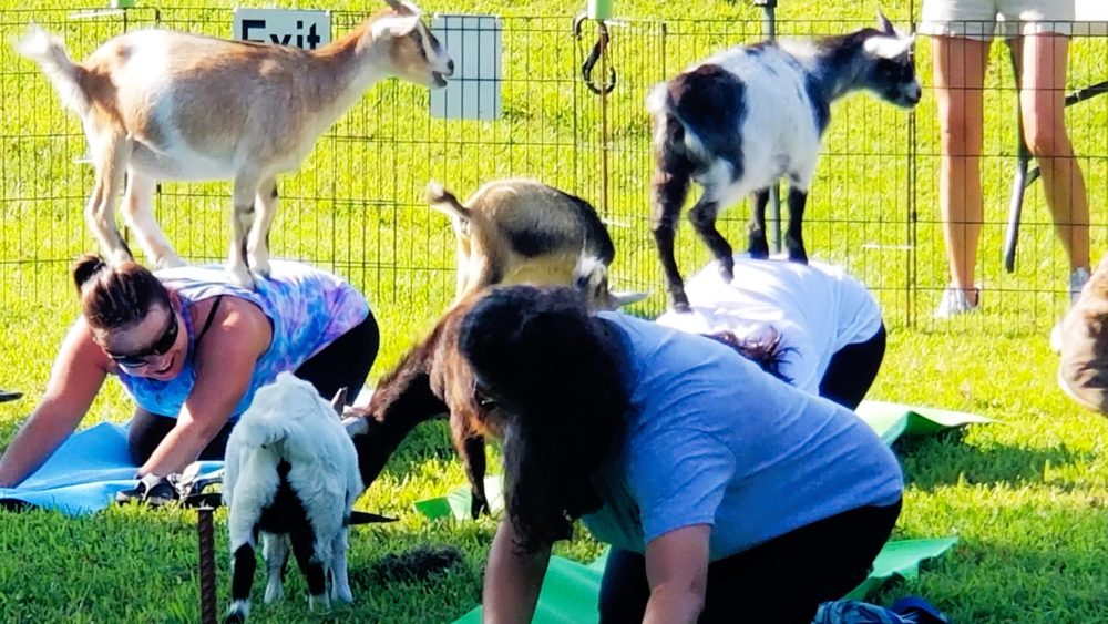 goat-yoga-goats-on-backs