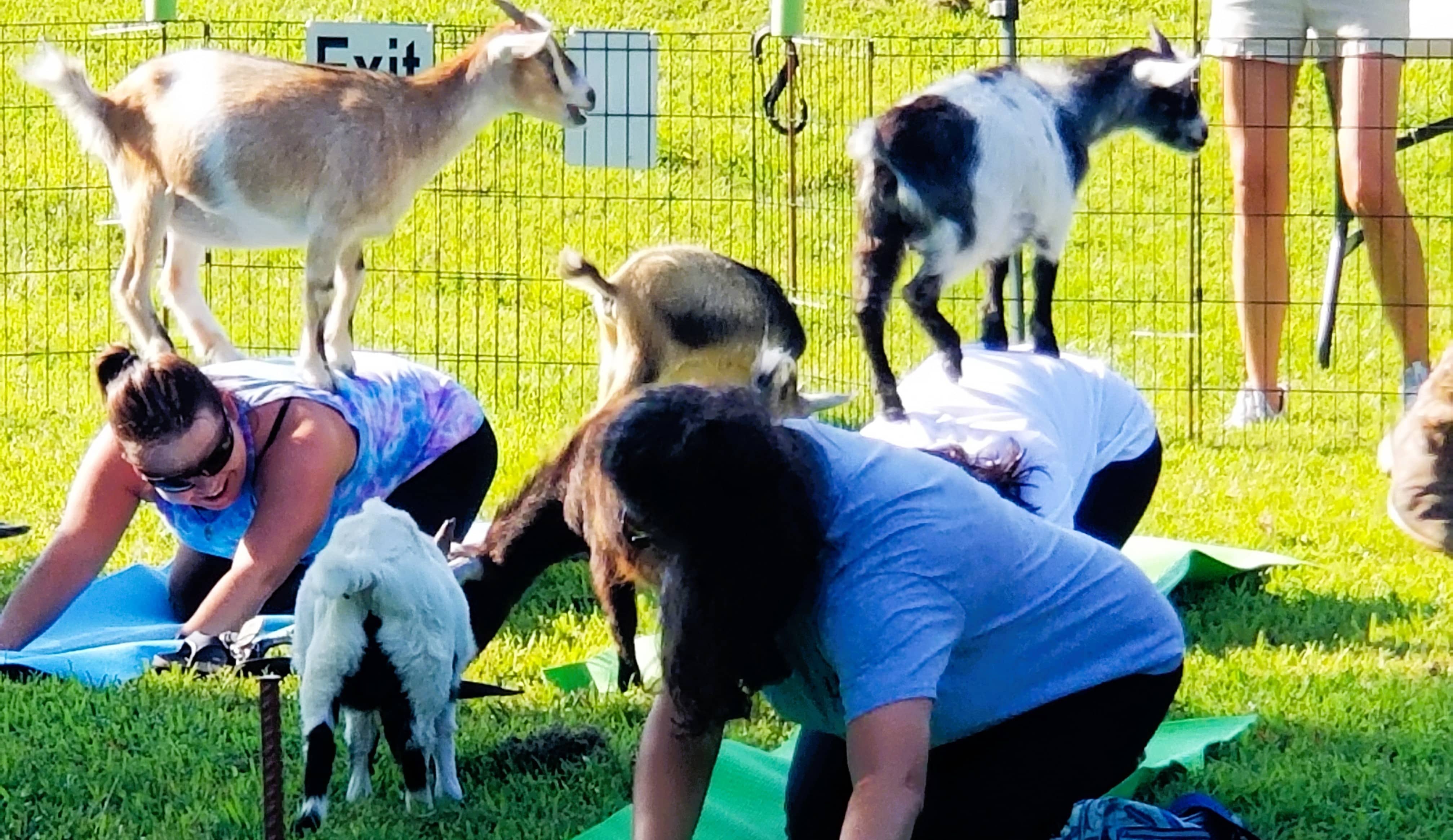 goat-yoga-goats-on-backs