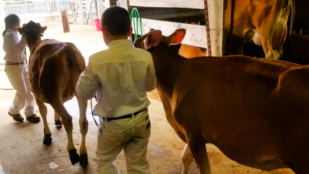 fair-dairy-cattle-head-out