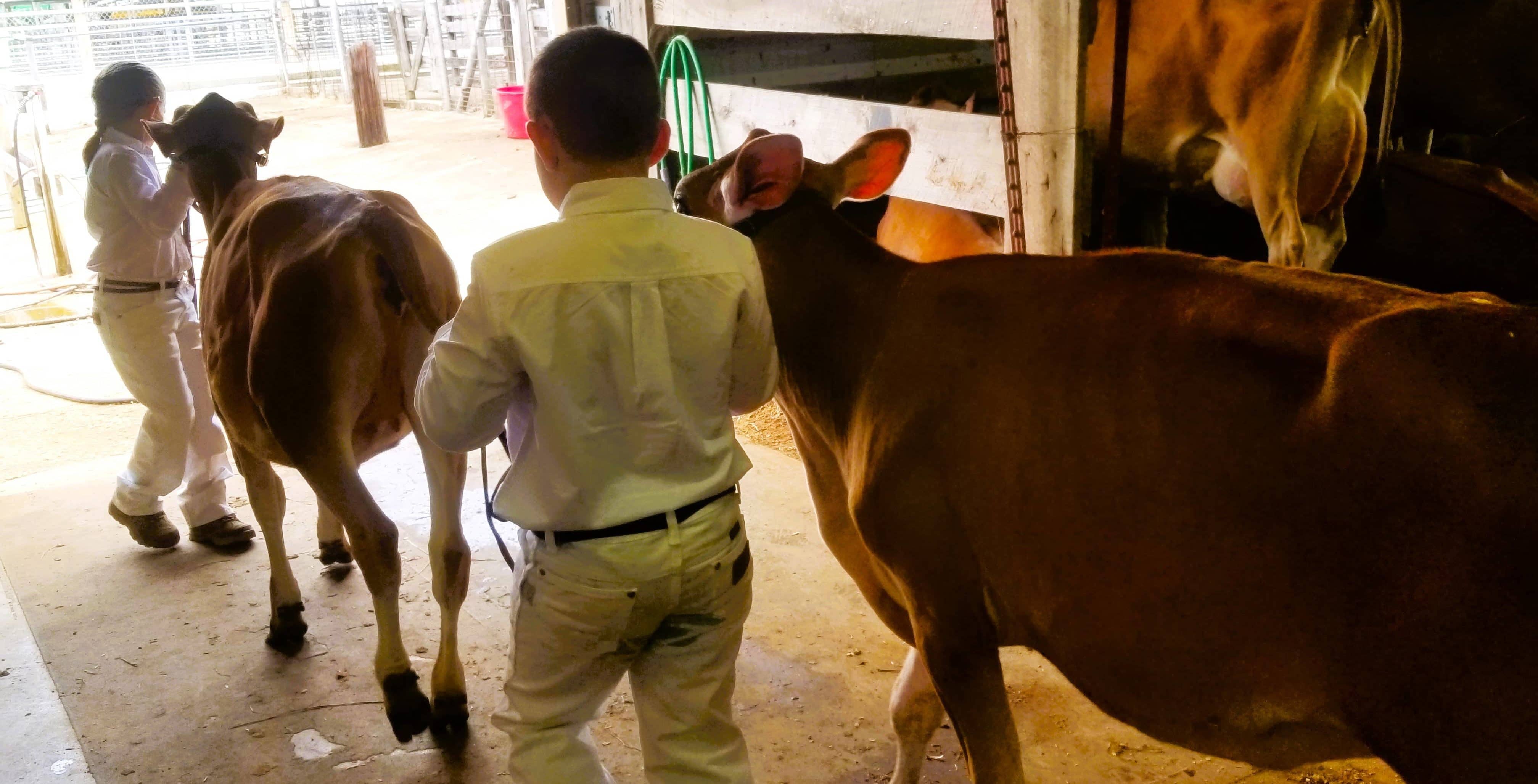 fair-dairy-cattle-head-out