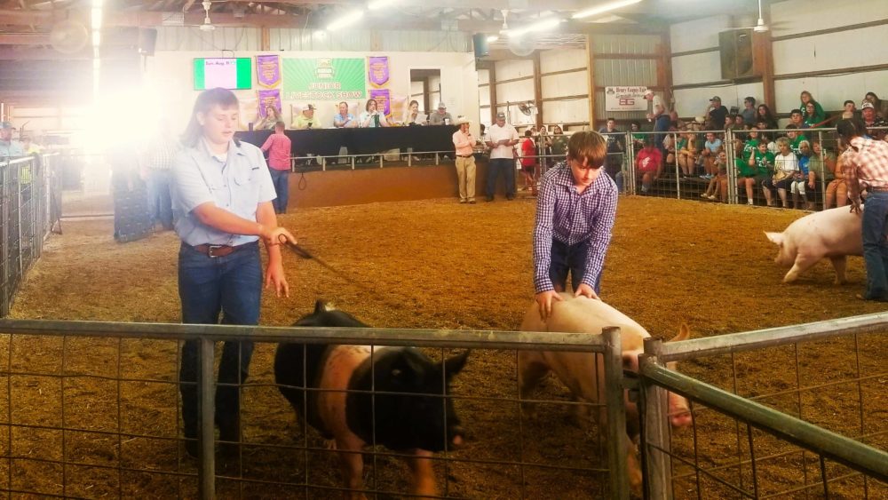 fair-livestock-kids-w-hogs