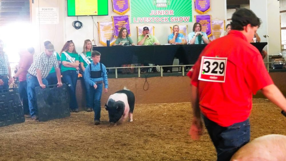 fair-hog-show