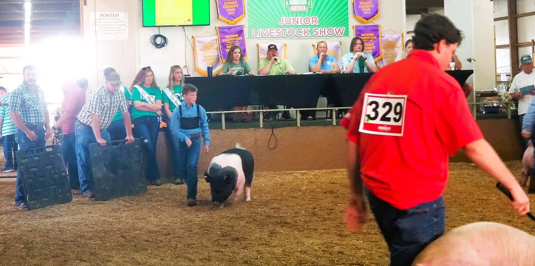 fair-hog-show